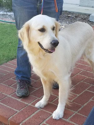 Riverbend best sale golden retrievers